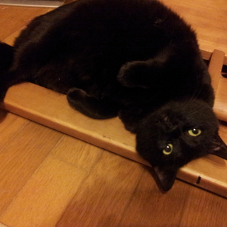 黒猫のキララ