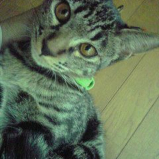 ２匹のキジ兄妹里親募集中