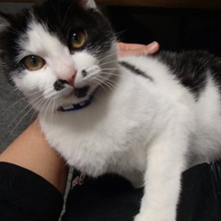ウシ柄猫の里親さん募集中です。