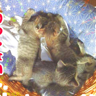 キジトラ子猫の里親探してます
