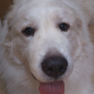 緊急！置き去り犬！