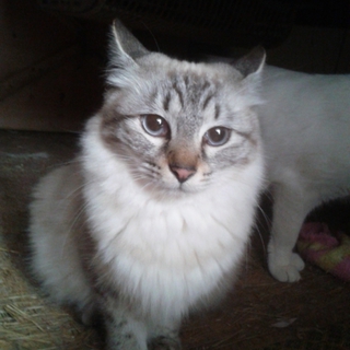 里親様を募集いたします