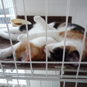 とっても甘えん坊の猫ちゃんの里親様募集！！(２匹）