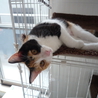 とっても甘えん坊の猫ちゃんの里親様募集！！(２匹） サムネイル3