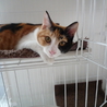 とっても甘えん坊の猫ちゃんの里親様募集！！(２匹） サムネイル2