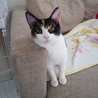 とっても甘えん坊の猫ちゃんの里親様募集！！(２匹） サムネイル6