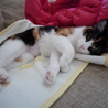 とっても甘えん坊の猫ちゃんの里親様募集！！(２匹） サムネイル7