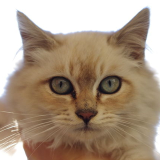 ふわふわの長毛の子猫です