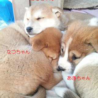 12/13生れのMIX姉妹