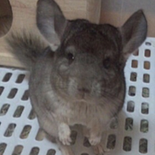 生後6ヶ月のチンチラちゃんです！