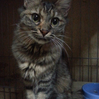 里親さま募集☆
