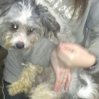 小型犬、中型犬 ６匹