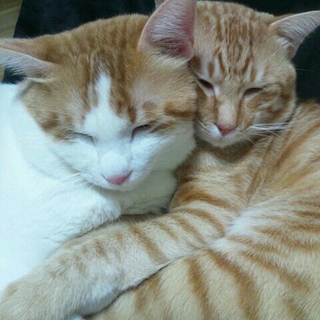 生後5歳の猫ちゃん２匹!!兄弟です