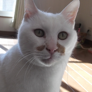 飼育崩壊　とほほ顔のジャック♪