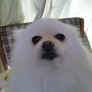 ＊優しい里親様が決定致しました＊