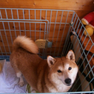 急募★柴犬の里親さん募集中★