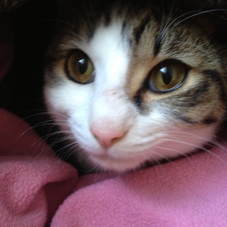 10ヶ月のやんちゃな子猫の里親さん募集