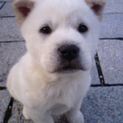 かわいい子犬の里親募集します!