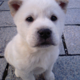 かわいい子犬の里親募集します!