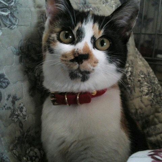 3ヶ月の三毛猫ちゃんの里親さん募集です。