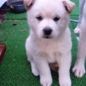 かわいい子犬の里親募集します!