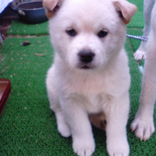 かわいい子犬の里親募集します!