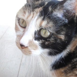 飼育崩壊　ぶちこ姐さん