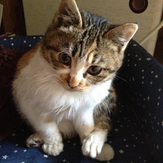 3ヶ月　三毛の女の子です