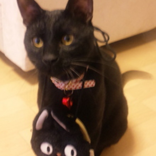 甘えんぼさんです♪黒猫ちゃん