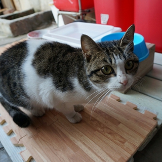 猫の里親様募集中!!!
