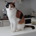 きれいな三毛猫さん