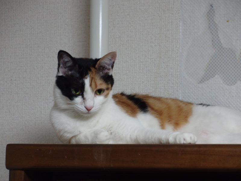 きれいな三毛猫さん」大阪府 - 猫の里親募集(11064) 6枚目の画像