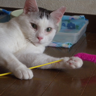 うさぎみたいなキング