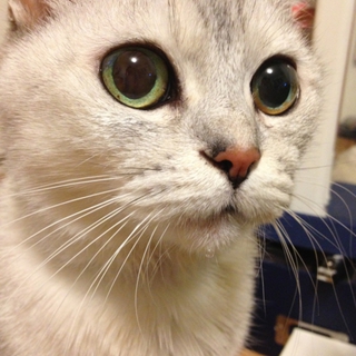 里親さんが見つかりました。ありがとうございました。