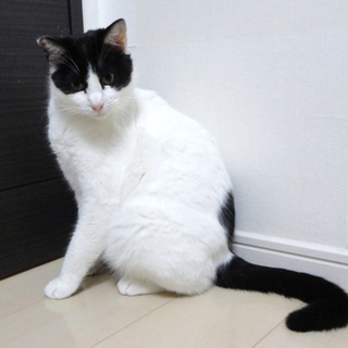 ◆人間大好き！初めて猫を飼う方でも問題ありません。