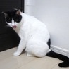 ◆人間大好き！初めて猫を飼う方でも問題ありません。 サムネイル3