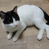 ◆人間大好き！初めて猫を飼う方でも問題ありません。 サムネイル2