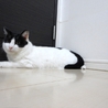 ◆人間大好き！初めて猫を飼う方でも問題ありません。 サムネイル5