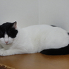 ◆人間大好き！初めて猫を飼う方でも問題ありません。 サムネイル6