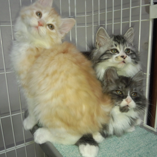 子猫の里親募集します