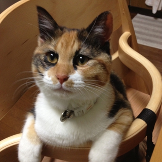 里親募集してます！