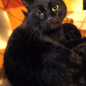 おきゃんなブラックビューティーのおんなのこ