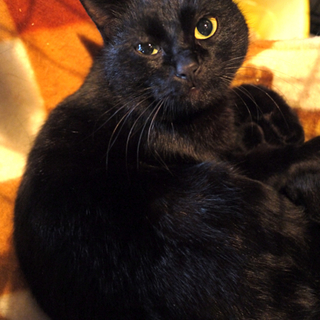 おきゃんなブラックビューティーのおんなのこ