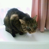 ◆飼育放棄された臆病ないじめられっ子 サムネイル2