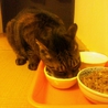 ◆飼育放棄された臆病ないじめられっ子 サムネイル4