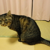◆飼育放棄された臆病ないじめられっ子 サムネイル3