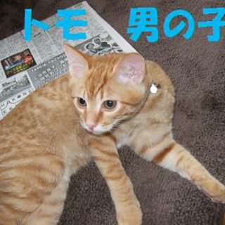 生後5ヶ月　子猫2匹