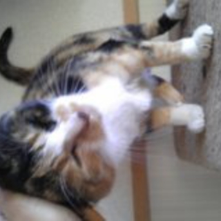 ゴロゴロ、すりすり、抱っこして！年齢不詳の三毛猫