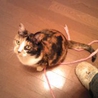 ゴロゴロ、すりすり、抱っこして！年齢不詳の三毛猫 サムネイル2