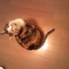ゴロゴロ、すりすり、抱っこして！年齢不詳の三毛猫 サムネイル3